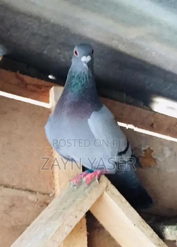 Pigeons