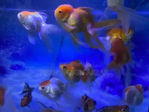 Fancy Gold Fish Alot