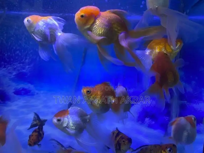Fancy Gold Fish Alot