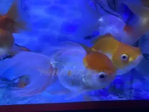 Fancy Gold Fish Alot
