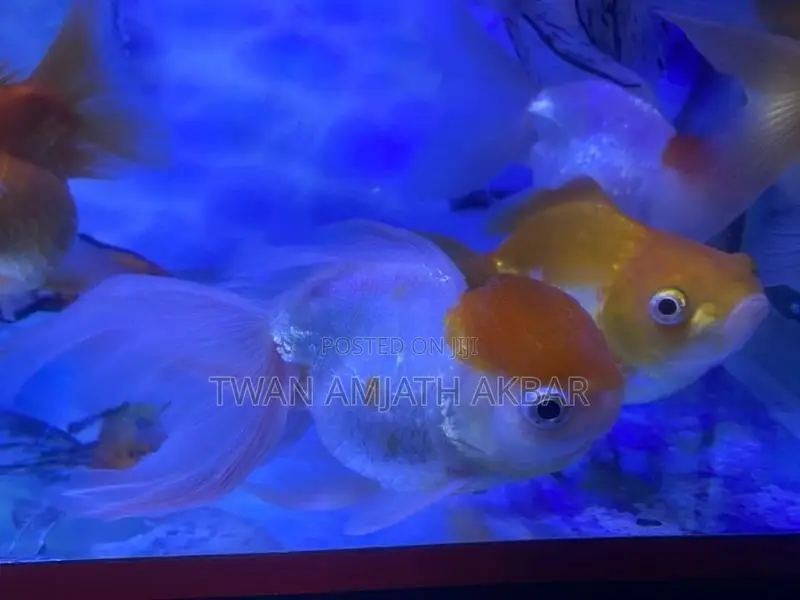 Fancy Gold Fish Alot