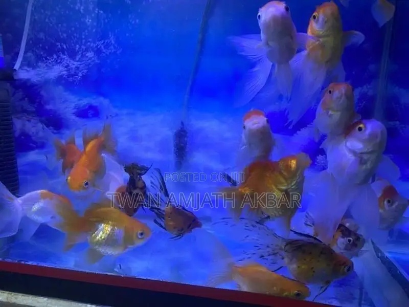 Fancy Gold Fish Alot