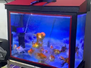 Fancy Gold Fish Alot