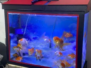 Fancy Gold Fish Alot