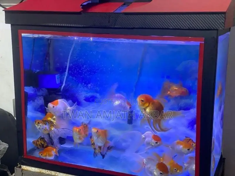Fancy Gold Fish Alot