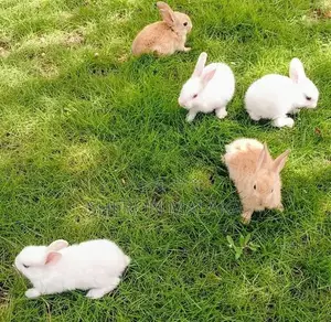 Rabbits