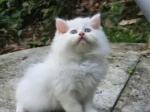 Persian Kitten