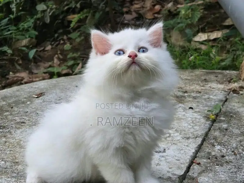 Persian Kitten