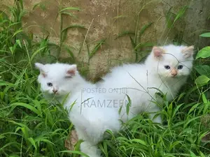 Persian Kitten