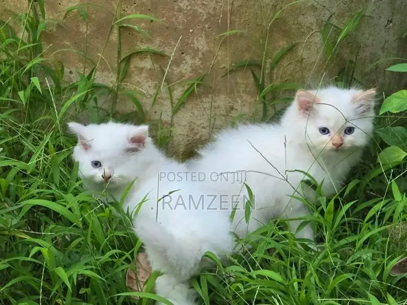 Persian Kitten