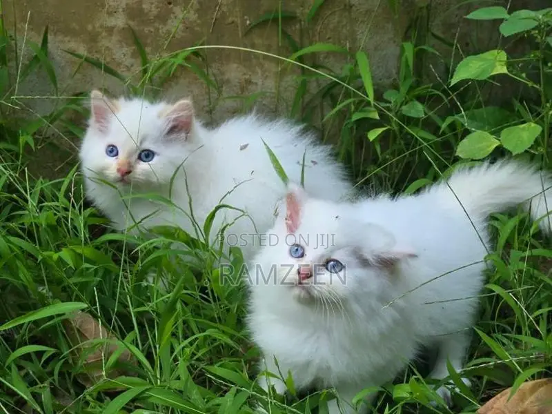Persian Kitten