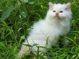 Persian Kitten