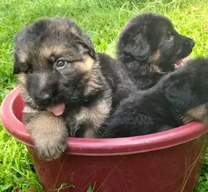 Lion Shepherd Puppies