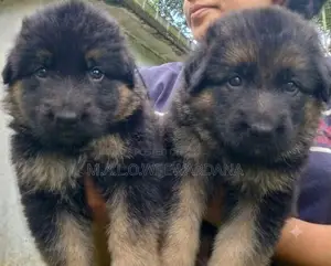 Lion Shepherd Puppies