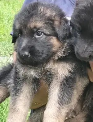 Lion Shepherd Puppies