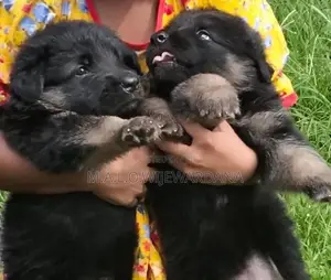 Lion Shepherd Puppies