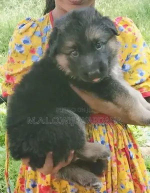 Lion Shepherd Puppies