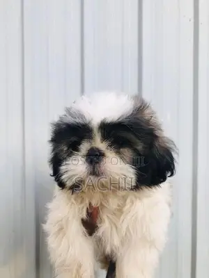 Shih Tzu Puppy