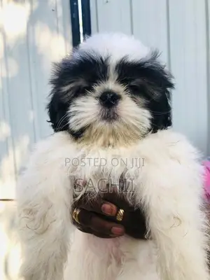 Shih Tzu Puppy