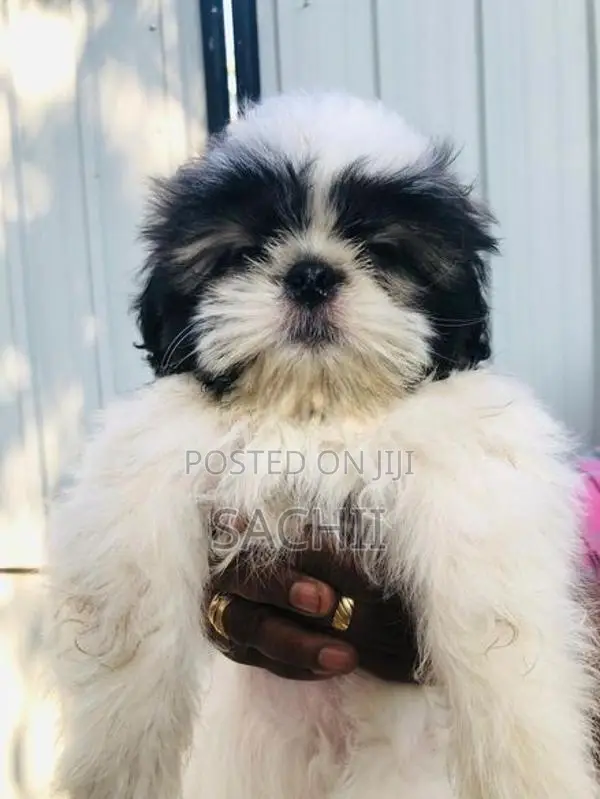 Shih Tzu Puppy