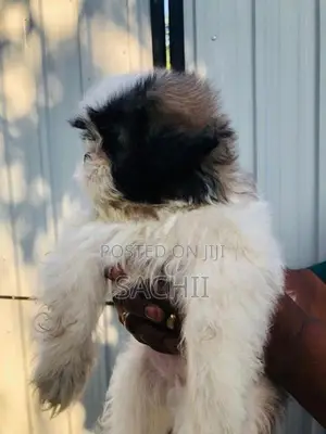 Shih Tzu Puppy