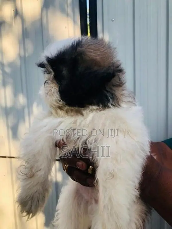 Shih Tzu Puppy