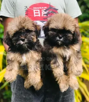 Shih Tzu Puppies