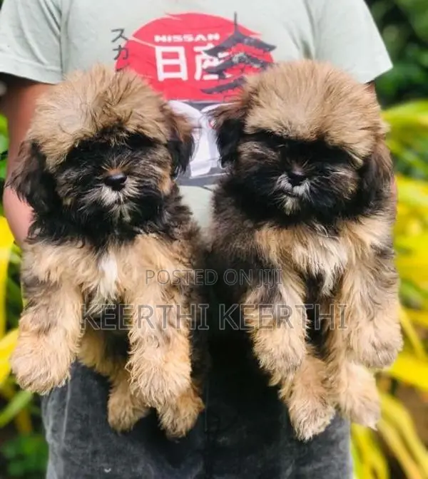Shih Tzu Puppies