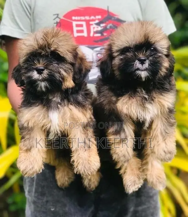 Shih Tzu Puppies