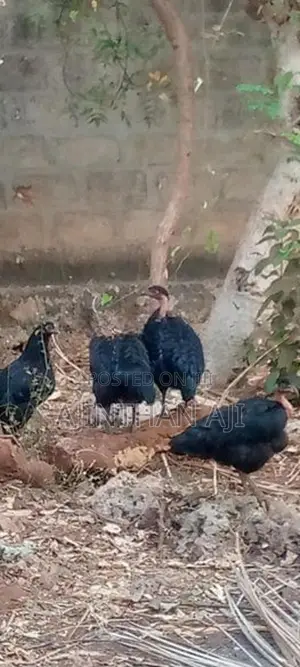 ஊர் கோழி