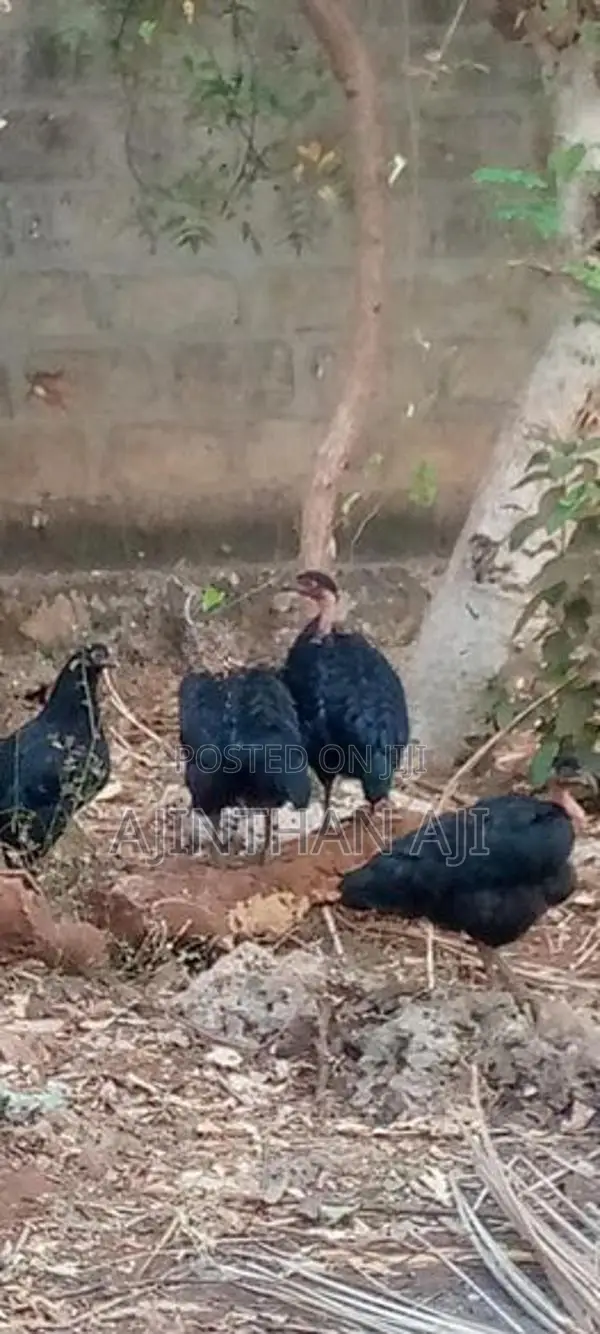 ஊர் கோழி