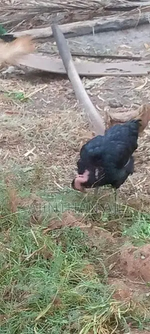 ஊர் கோழி