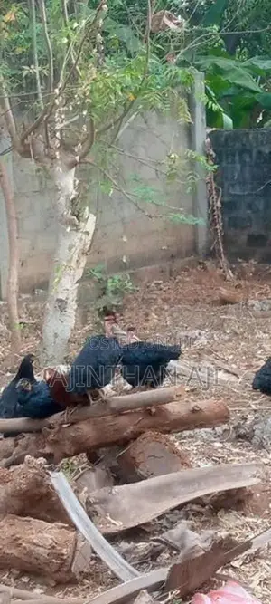 ஊர் கோழி