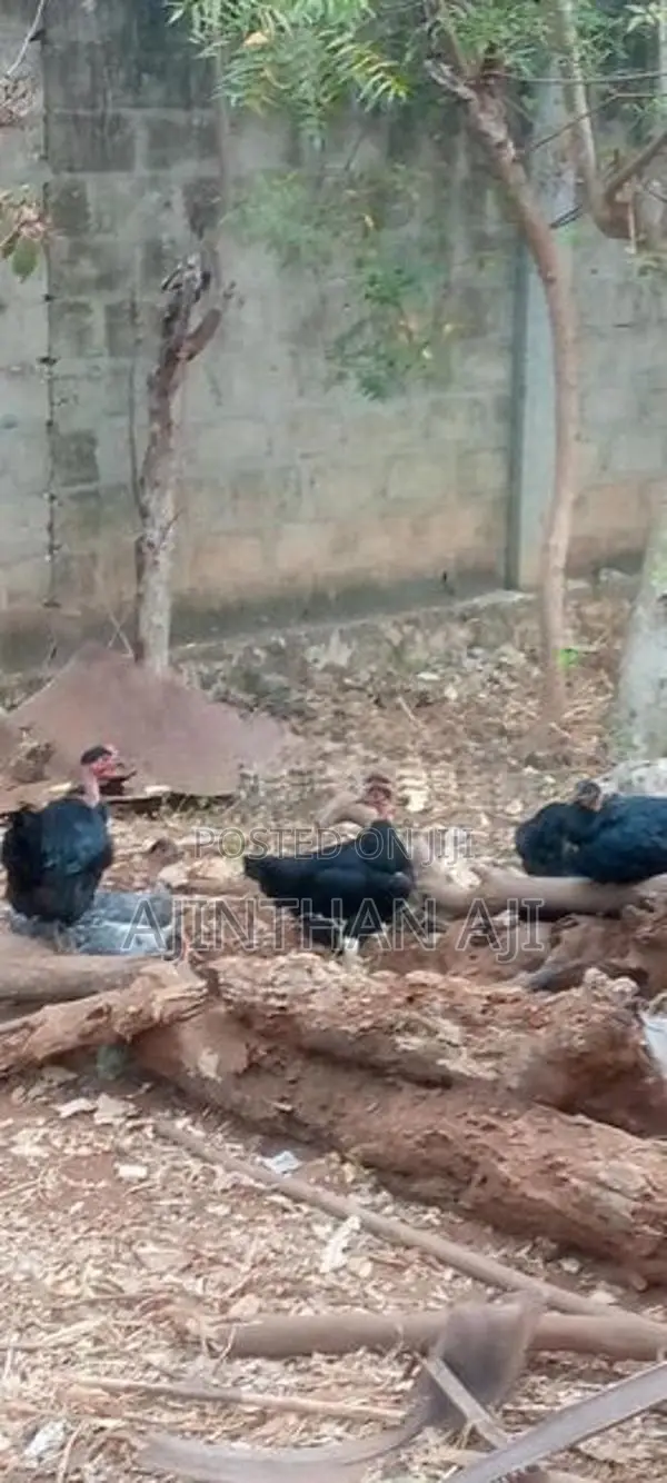 ஊர் கோழி