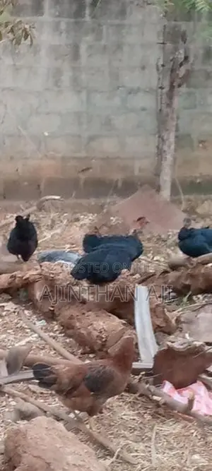 ஊர் கோழி