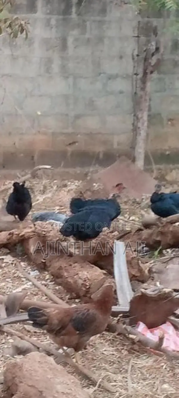 ஊர் கோழி