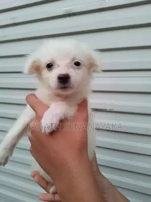 Pomeranian Puppy