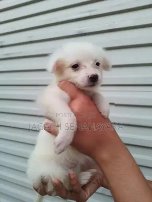 Pomeranian Puppy