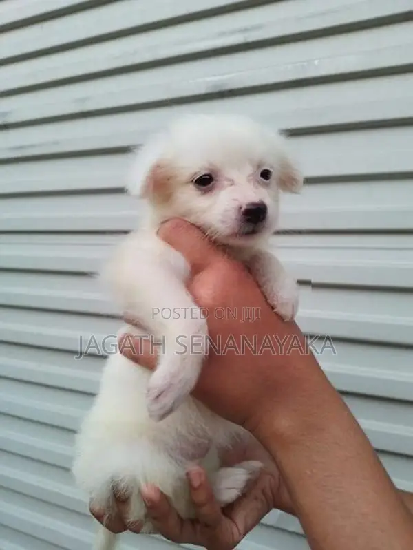 Pomeranian Puppy