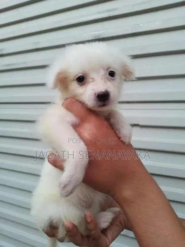Pomeranian Puppy