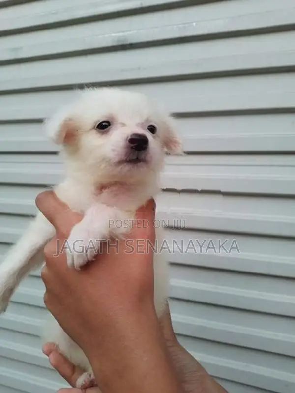 Pomeranian Puppy