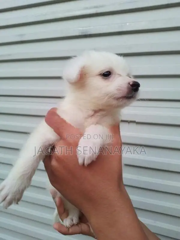 Pomeranian Puppy