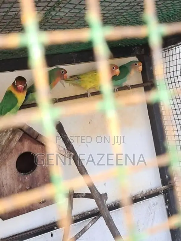 Complete Bird Aviary Setup With Lovebirds
