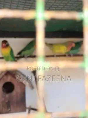 Complete Bird Aviary Setup With Lovebirds