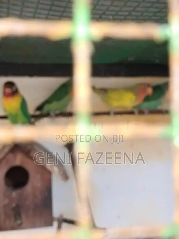 Complete Bird Aviary Setup With Lovebirds