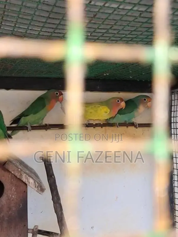 Complete Bird Aviary Setup With Lovebirds