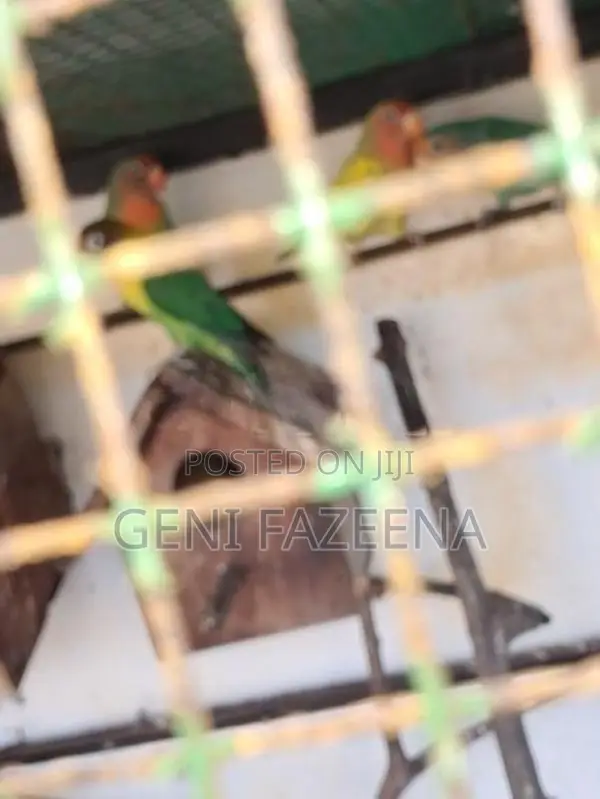 Complete Bird Aviary Setup With Lovebirds