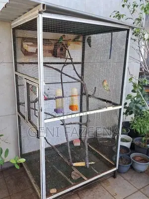 Complete Bird Aviary Setup With Lovebirds