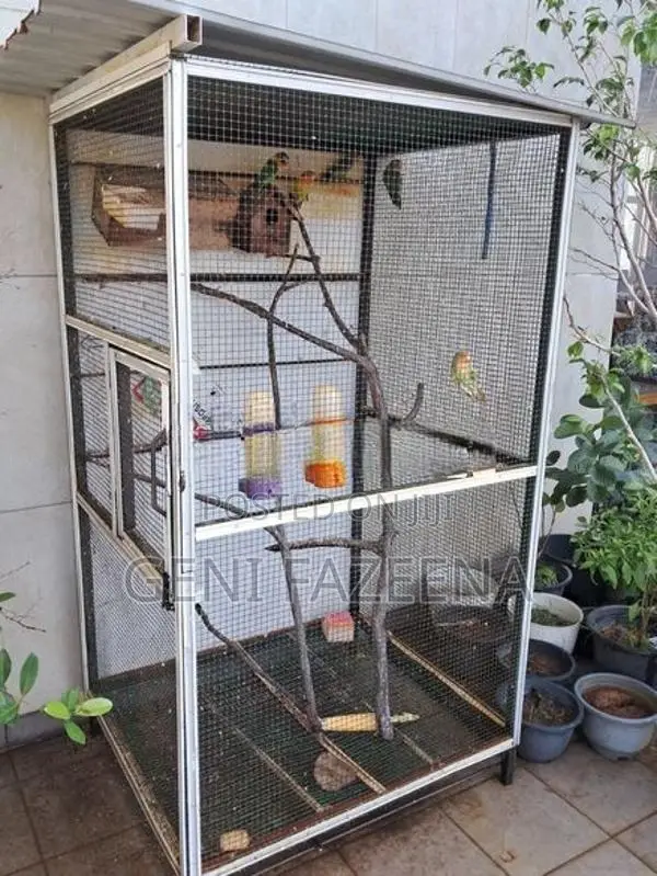 Complete Bird Aviary Setup With Lovebirds