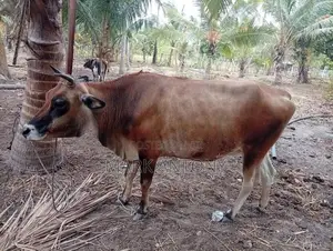 கன்னி பசு